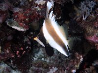 Pennant Bannerfish Solomon